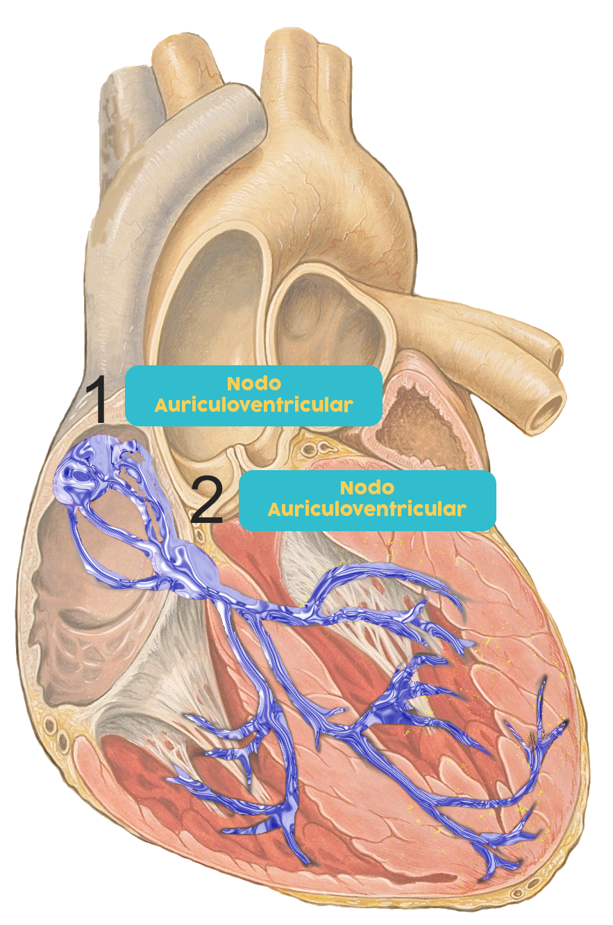 Sistema de conducción eléctrico en el corazón