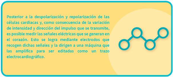 Datos sobre la despolarización y repolarización de las señales eléctricas del corazón en el trazo electrocardiográfico