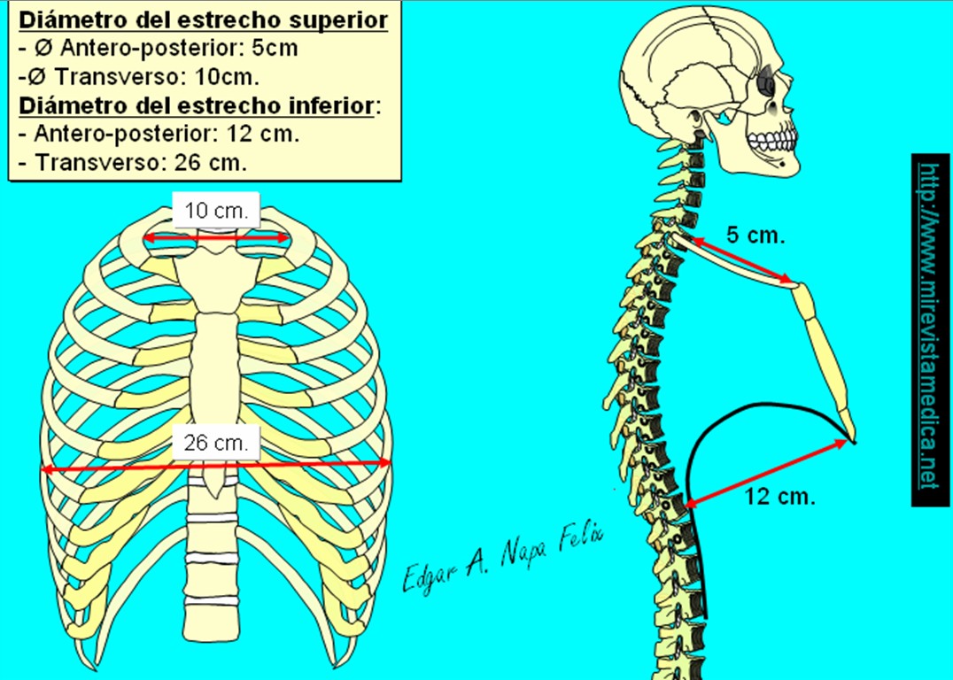 Diámetro torácico anteroposterior