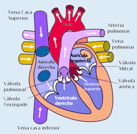 Diagrama del corazón