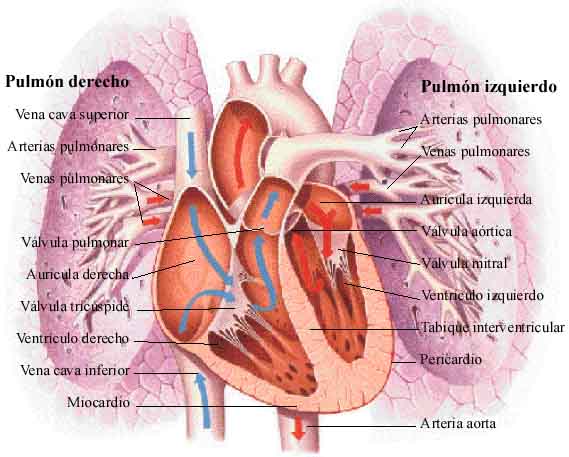 Anatomía de los pulmones